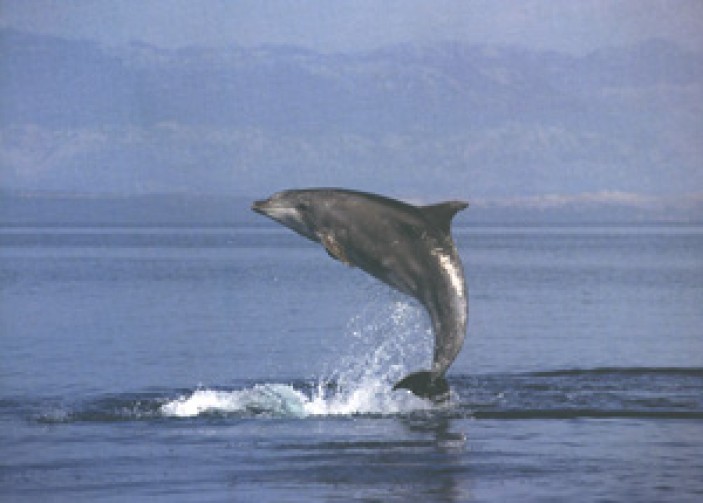 30. lipnja - Svjetski dan kitova i dupina